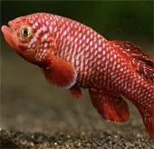 Tăng trưởng chóng mặt như cá châu Phi