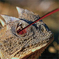 Tại sao thằn lằn lại phun máu từ mắt?