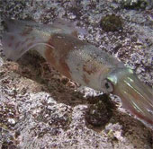 Mực cái tạo tinh hoàn giả để tránh bị tấn công