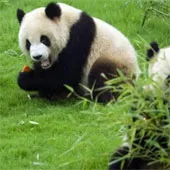 Cách hay ho tái sử dụng phân của gấu trúc