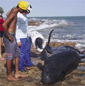 30 cá heo mắc cạn ở Brazil