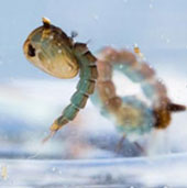 Hạt nano ngăn chặn muỗi sinh sản