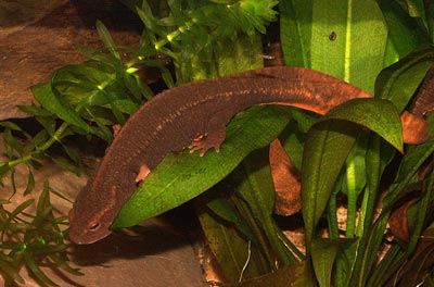 Đánh bắt vô tư 'báu vật' Tam Đảo