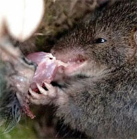 Kỳ dị loài thú “yêu” điên cuồng, mãnh liệt đến chết