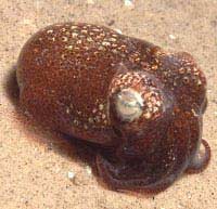 Mực ống biết điều chỉnh tính cách theo môi trường