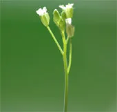 Cây dùng đường trong thân xác định thời gian