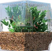 Vừa trồng rau, vừa nuôi cá