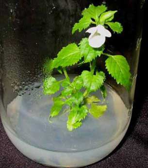 Đổi màu hoa trong ống nghiệm