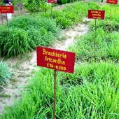 Loại cỏ giúp giảm khí nhà kính