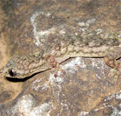 Phát hiện loài thằn lằn mới ở Cao Bằng