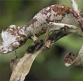 Kinh ngạc với bộ dạng của "quái vật quỷ sa tăng"