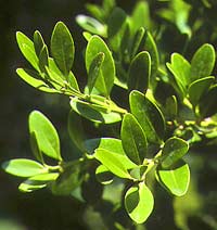 Hoàng dương - Buxus sinica Rehd ct Wils