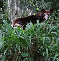 Biểu tượng quốc gia Congo sắp tuyệt chủng