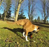 Nghị lực phi thường của chú chó hai chân