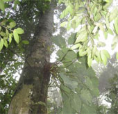 Phát hiện loài ráy mới ở Đà Nẵng