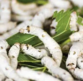 Nhuộm lá dâu đổi màu tơ