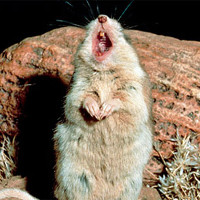 Chuột ăn thịt bò cạp và tru miệng hú dưới ánh trăng