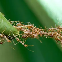 Những tập tính "quái gở đến đáng sợ" của côn trùng
