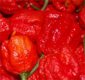 Giống ớt Carolina Reaper cay hơn cả bình xịt hơi cay