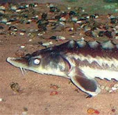 Chung tay bảo vệ cá tầm