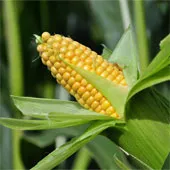 Anh kêu gọi EU duyệt ngô biến đổi gene bằng biểu quyết