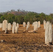 Nghĩa địa mối khổng lồ ở Australia