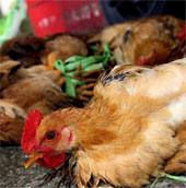 Ca đầu tiên tử vong vì cúm H5N1 trong năm 2014