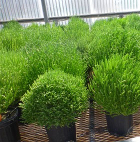 Thử nghiệm nhiên liệu sinh học từ thực vật sa mạc