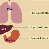 Cơ thể hoạt động như thế nào trong 24h?