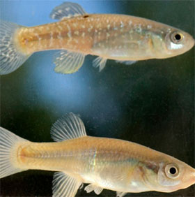 Tại sao cá killifish phát triển mạnh trong môi trường ô nhiễm