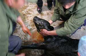 Trung Quốc nhân bản bê kháng bệnh bò điên