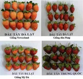 Nhận biết dâu tây Đà Lạt và dâu tây Trung Quốc