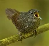 Phát hiện họ khướu đất hung mới ở châu Á