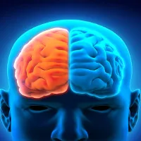 Sự khác nhau giữa những người dùng bán cầu não trái và phải