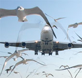 Chế được phi cơ tự bay như đàn chim