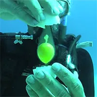 Điều gì xảy ra khi đập vỡ quả trứng dưới nước?