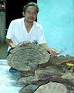 Nuôi cấy thành công 14 loại nấm dược liệu quý