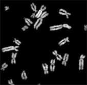 Tổng hợp thành công DNA của sinh vật nhân thực