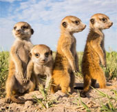 Hình ảnh đẹp về cầy Meerkat