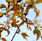 Người Nhật phát sốt với cây anh đào "thần kỳ" từ vũ trụ
