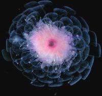 Phát lộ nhiều loài phù du mới