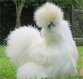 Vẻ đẹp lạ lùng của loài gà Silkie trông như 