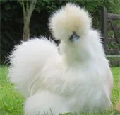 Vẻ đẹp lạ lùng của loài gà Silkie trông như "chó lông xù"