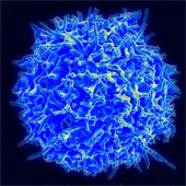 Hạt nano cung cấp cùng lúc 3 dược phẩm cho cơ thể