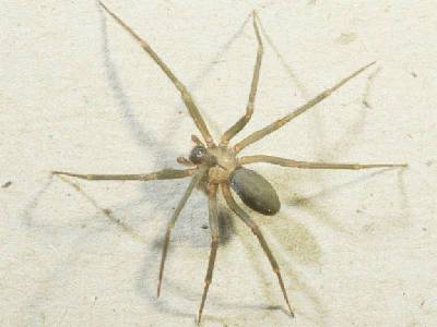 Nhện độc xuất hiện ở Châu Á