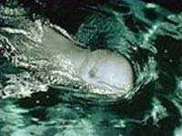 Cá heo nước ngọt biến mất khỏi lưu vực Mê Kông