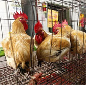 Bệnh nhân đầu tiên trên thế giới tử vong vì cúm H5N6