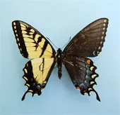 Đôi cánh tuyệt đẹp của các loài bướm "nửa đực nửa cái"