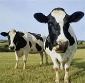 Nước uống chiết xuất từ phân bò