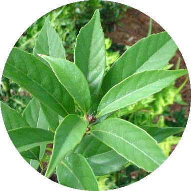 Cây khí hậu - Thanh Cương (Quercus glauca)